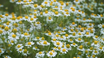 Similar – Foto Bild Letztes Jahr war auch schon Sommer