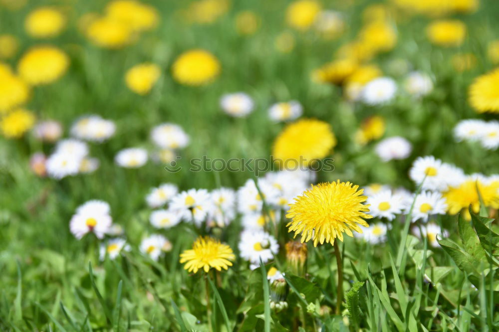 Similar – Image, Stock Photo uncontrolled growth Plant