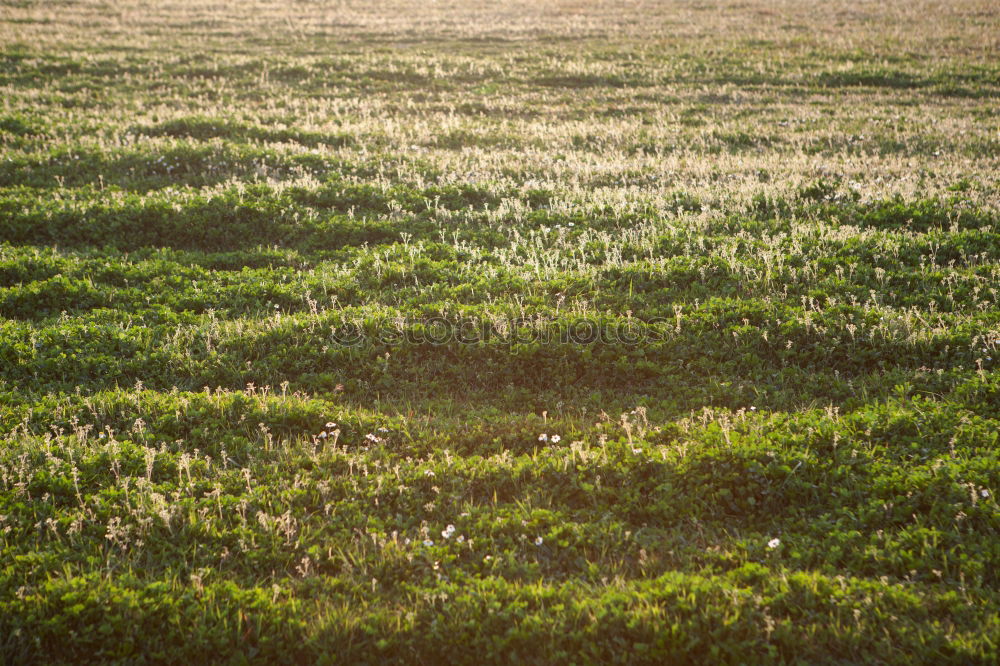 sunbathing. Grass Meadow