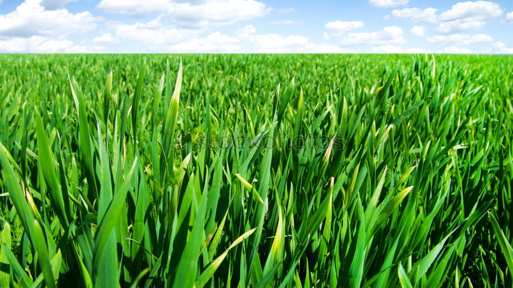 Similar – Foto Bild Grasblick Wiese grün Ferne