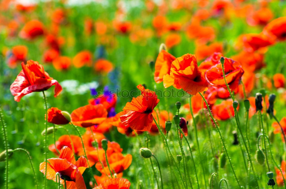 Similar – Image, Stock Photo Summer! Good morning Poppy