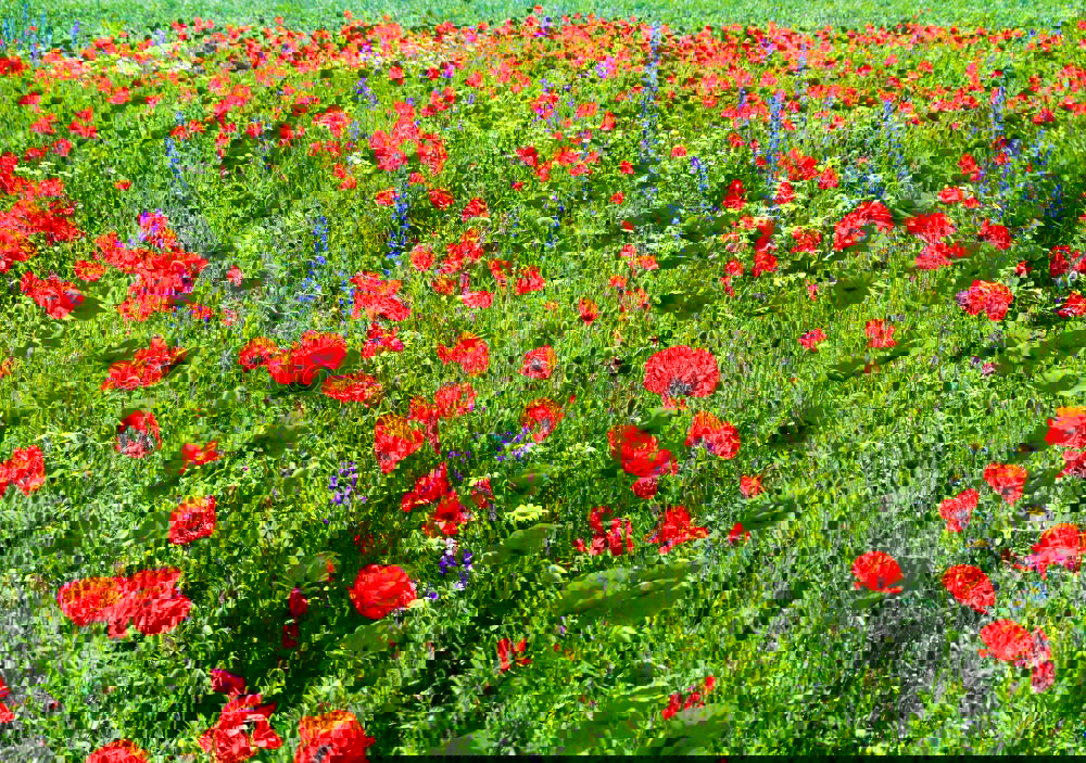 Similar – Image, Stock Photo flower meadow Meadow