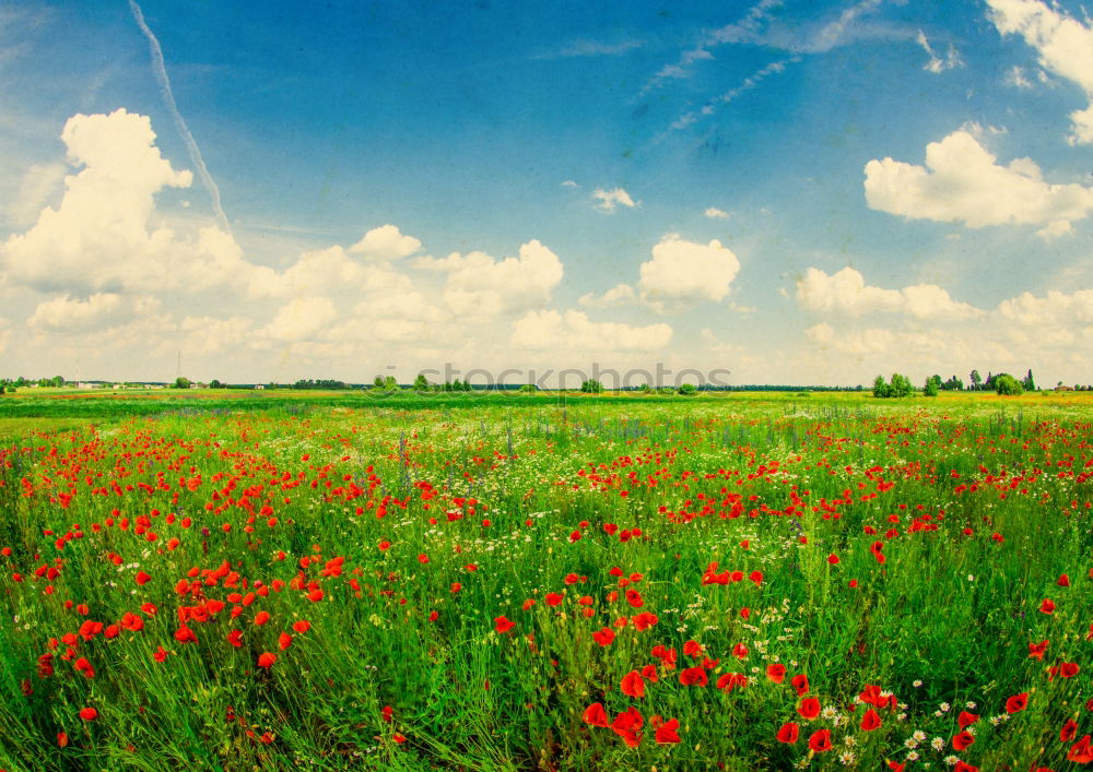 Similar – Image, Stock Photo summer Nature Landscape