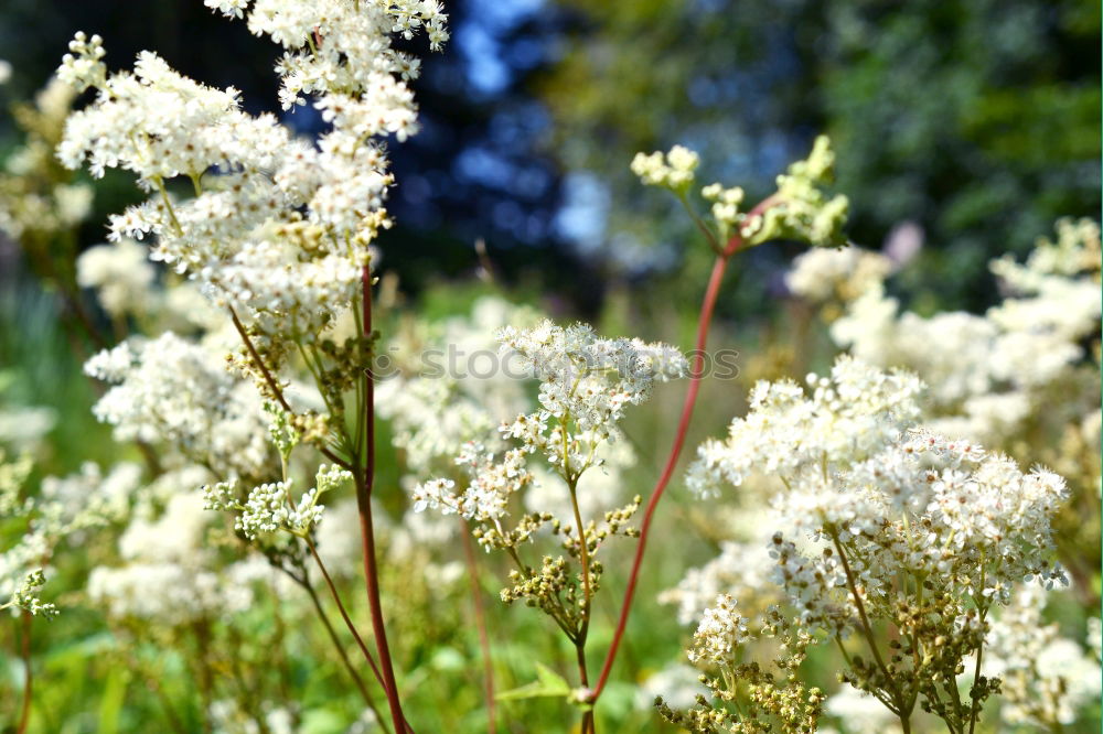 Similar – Morgentau Leben Duft Natur