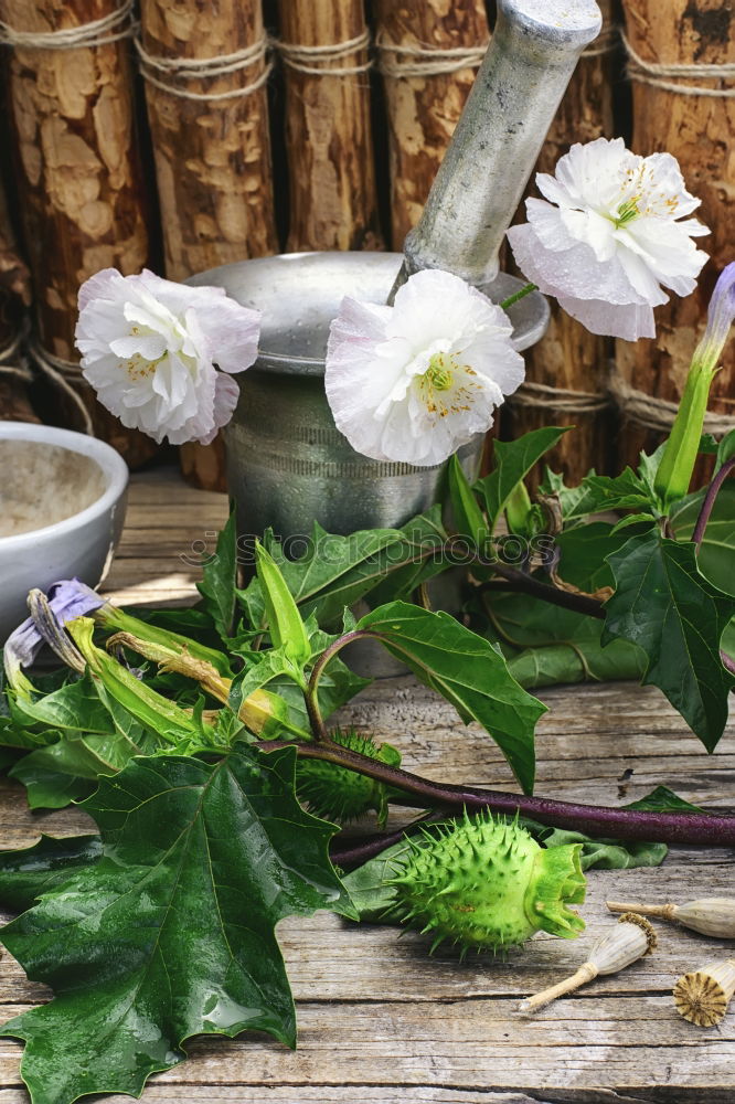 Similar – Image, Stock Photo fresh herbs and flowers in a metal bowl on a wooden table