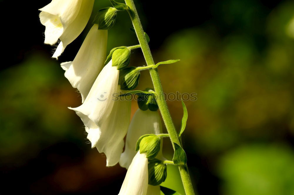 Similar – Image, Stock Photo Galánthus nivális