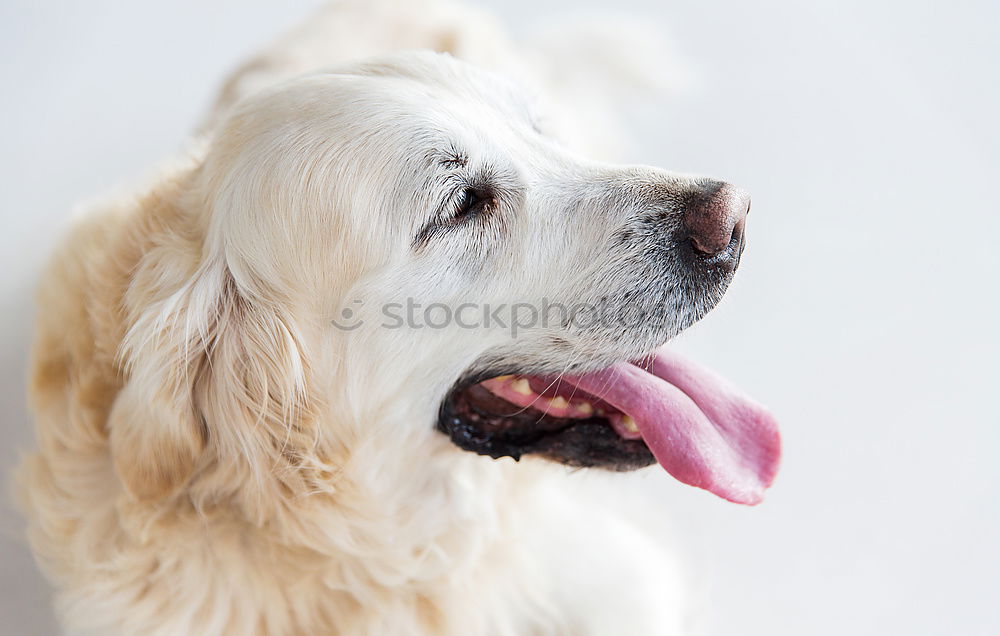 Similar – Yellow Labrador retriever before cherry blossoms