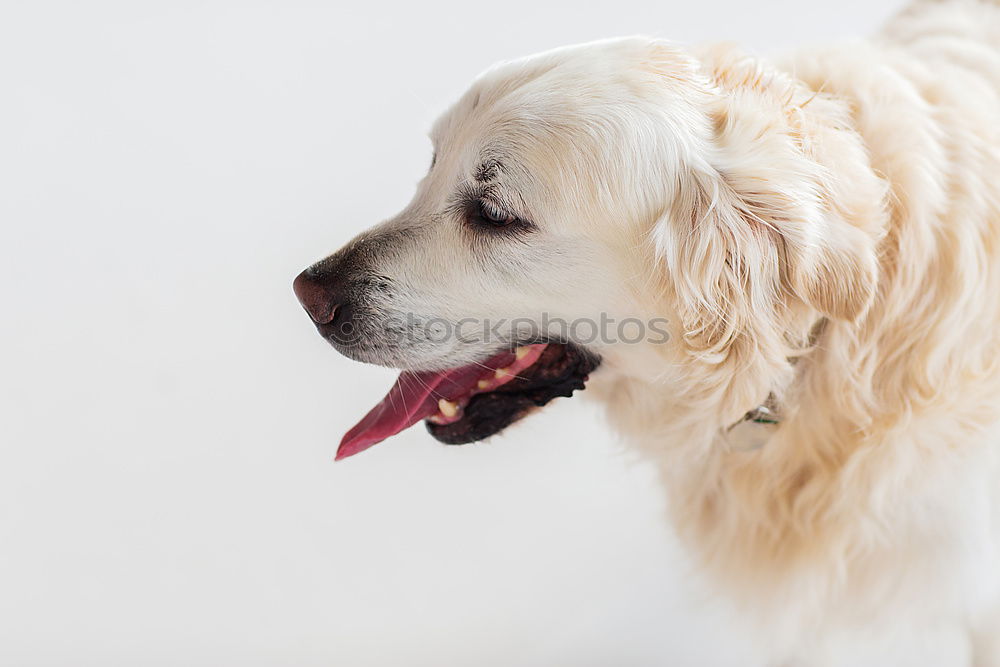 Similar – Image, Stock Photo portrait outdoors of a cute happy small dog