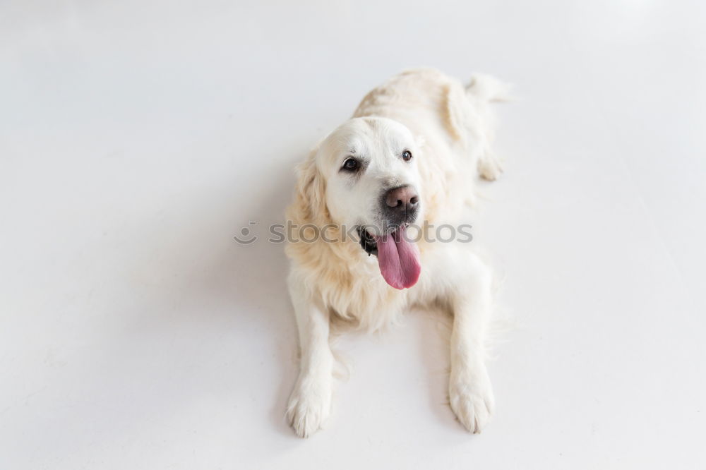 Similar – Image, Stock Photo portrait outdoors of a cute happy small dog outdoors