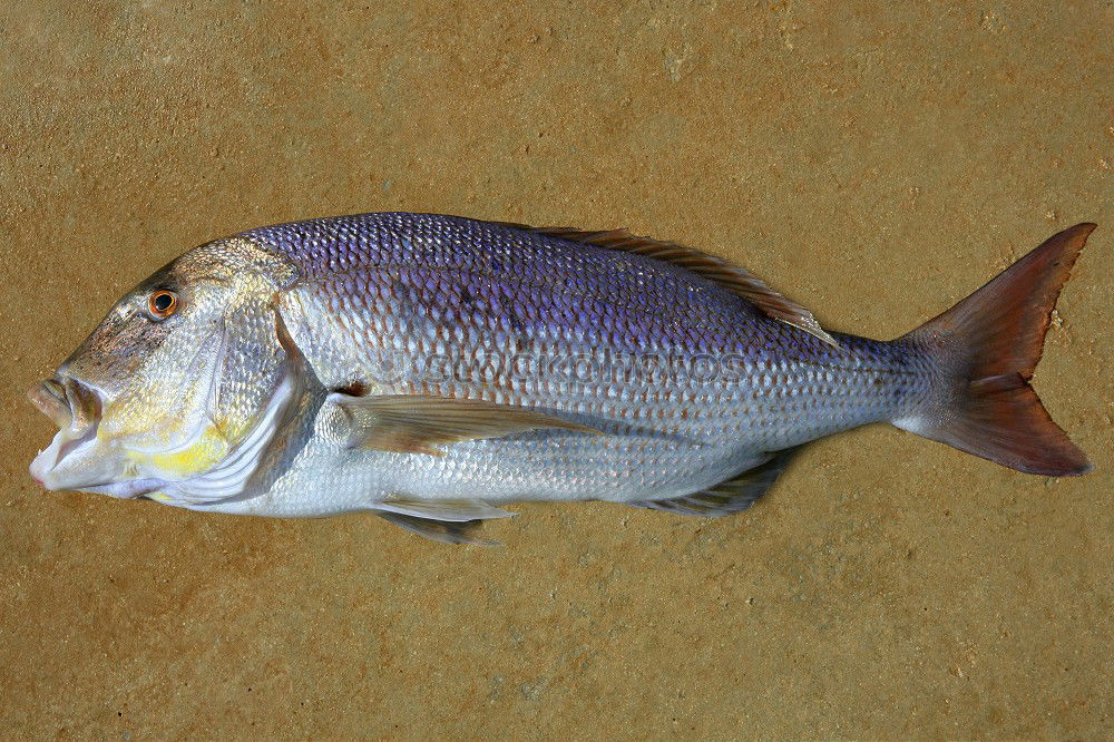 Similar – Image, Stock Photo Redfish in a wooden bed