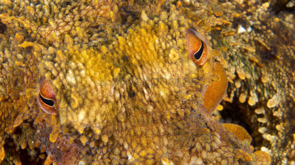 Similar – underwater leaf Leaf