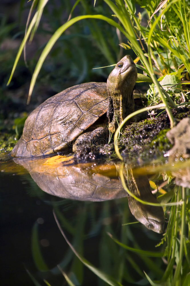 Similar – Image, Stock Photo turtle Nature Landscape