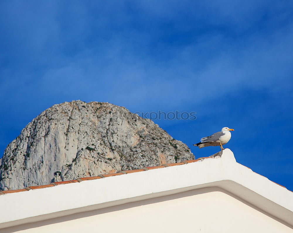 Similar – Image, Stock Photo Dove of the Kasbah