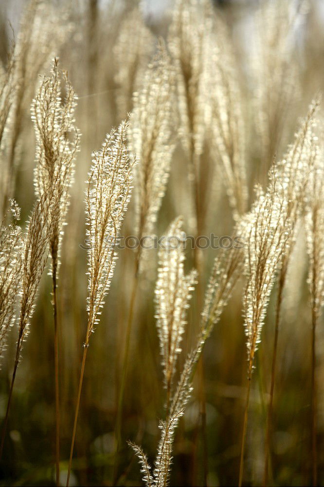 Similar – Dünengras Gras Strand See