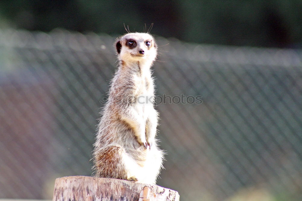 Similar – raised hide Meerkat Animal