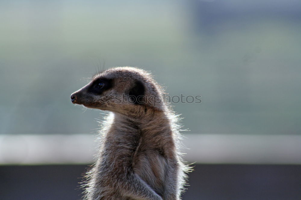 Similar – vigilant (Suricata suricatta N°2)