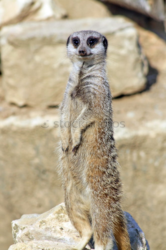 Similar – The Gaffer Animal Meerkat