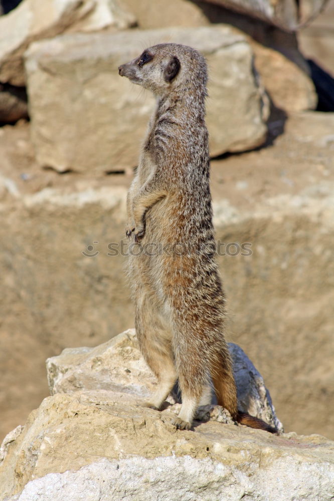 Similar – crazy Chipmunk Nature