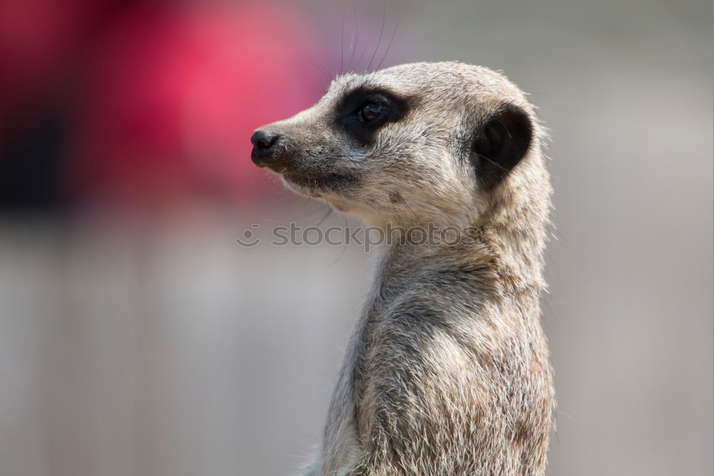 Similar – Meerkat or Suricate (Suricata Suricatta) in Africa