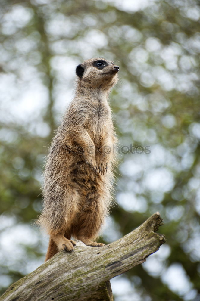 Similar – Meerkat is on the lookout