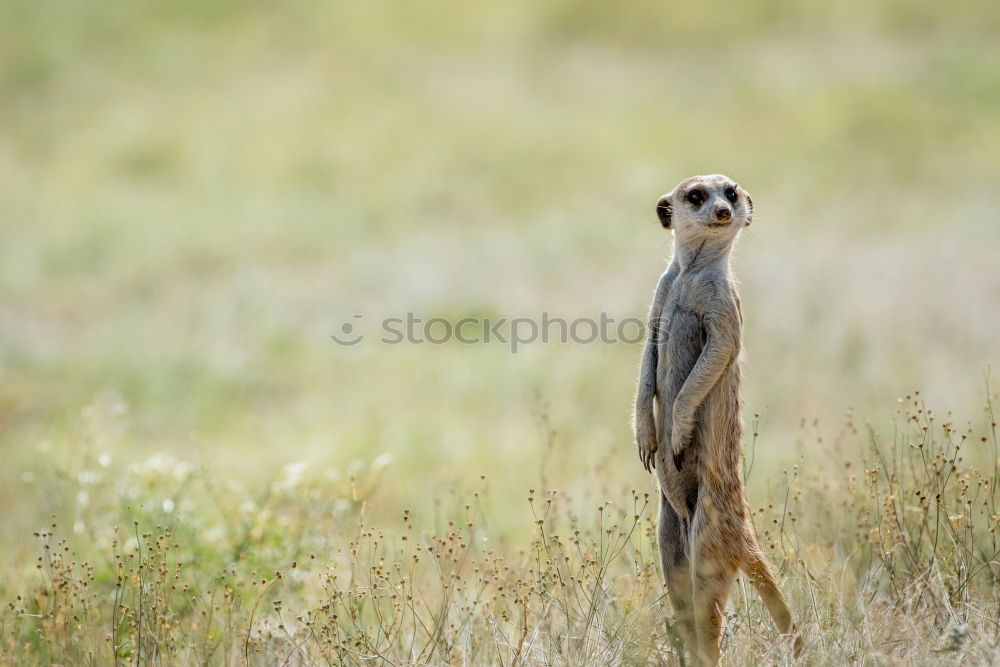 Similar – Image, Stock Photo ground squirrel