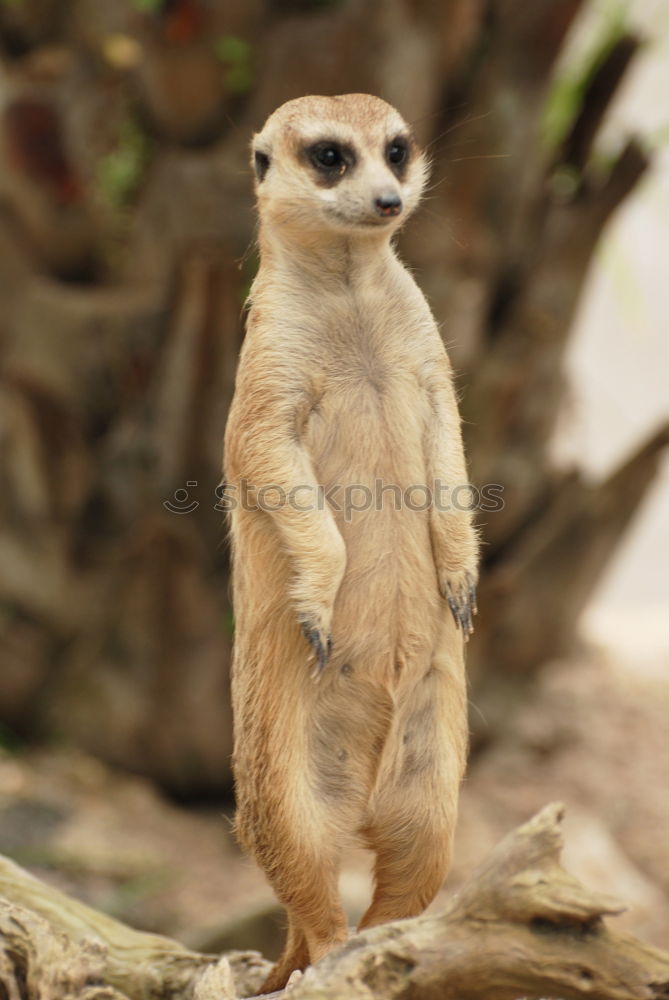 Similar – The Gaffer Animal Meerkat