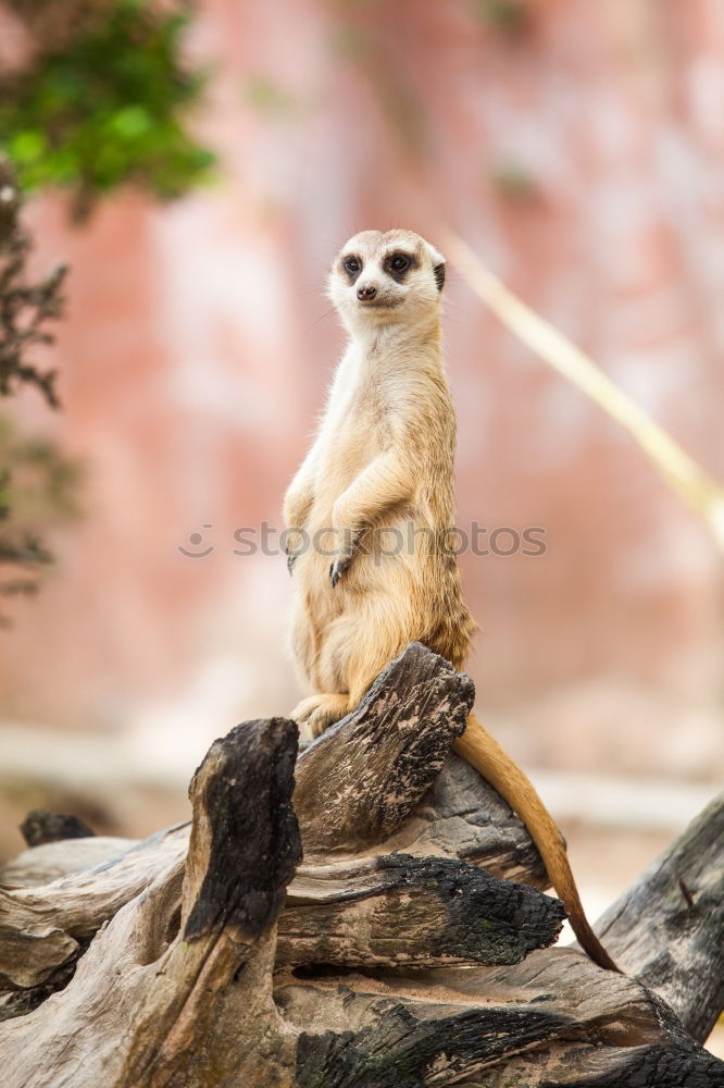 Similar – Meerkat is on the lookout