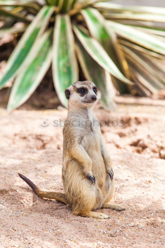 Similar – crazy Chipmunk Nature