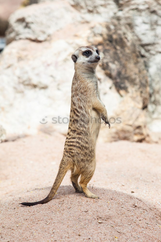 Similar – Meerkat is on the lookout