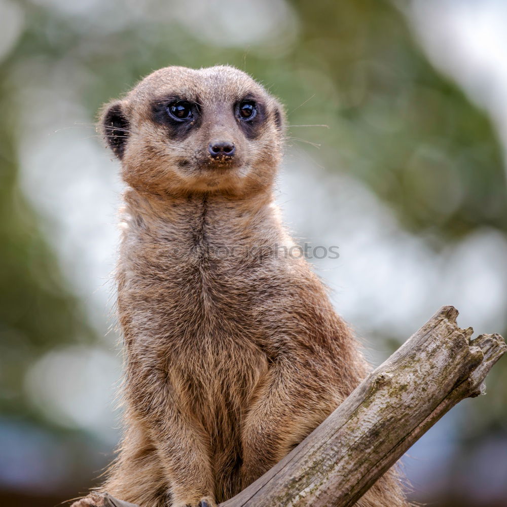 Similar – vigilant (Suricata suricatta N°2)