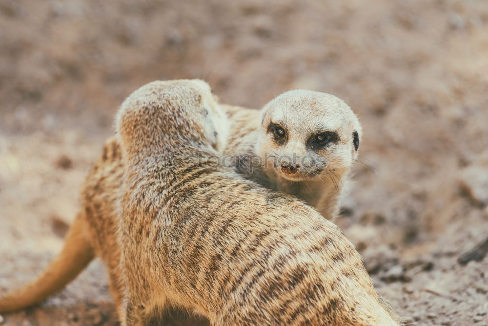 Meerkat or Suricate (Suricata Suricatta) in Africa