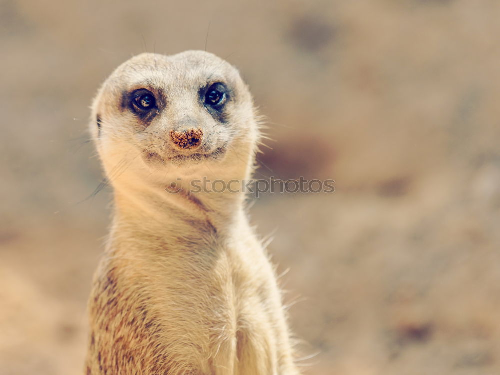 Similar – Meerkat or Suricate (Suricata Suricatta) in Africa