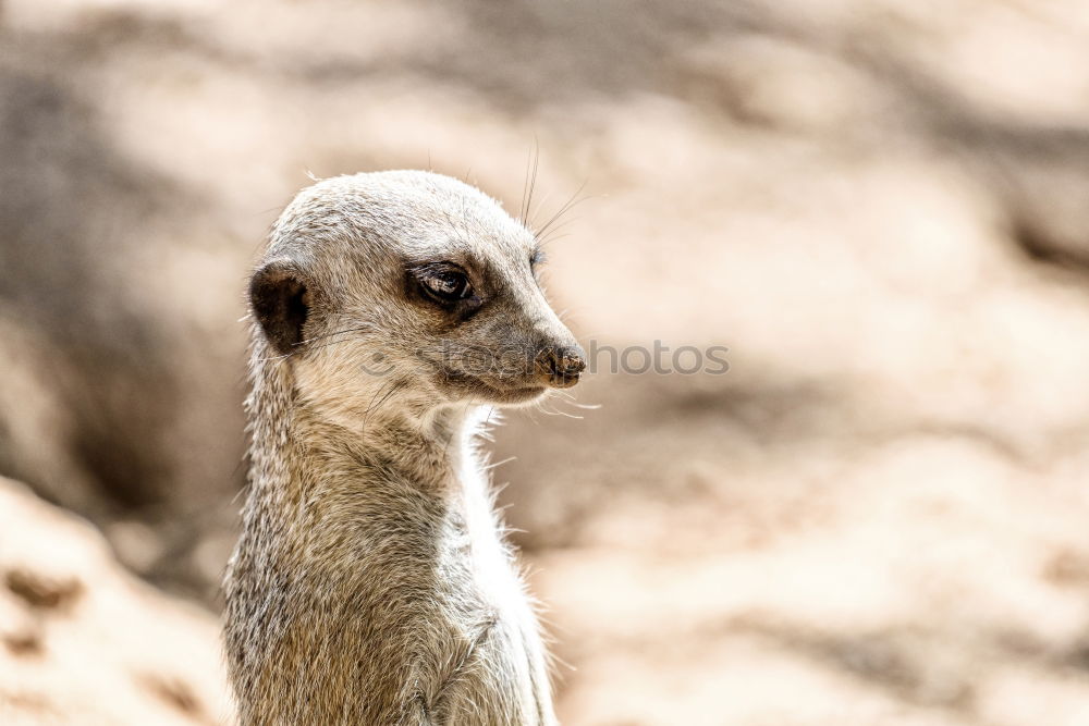 Similar – Meerkat or Suricate (Suricata Suricatta) in Africa