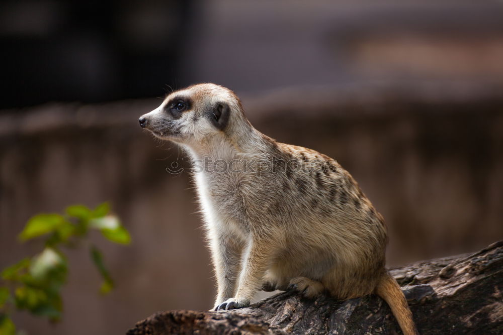 Similar – meerkats Meerkat 1 Animal