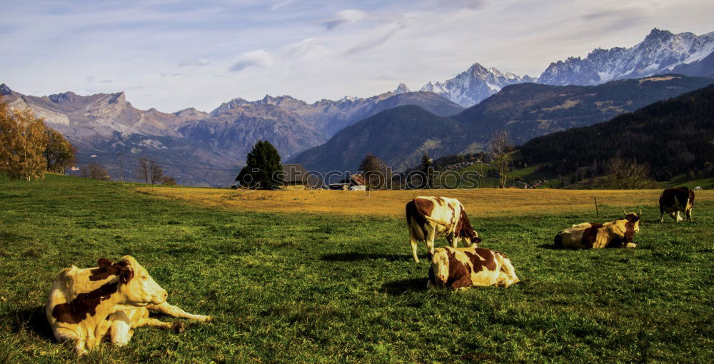 Similar – alpine pasture life