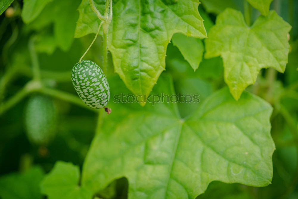 Water drop in the nature