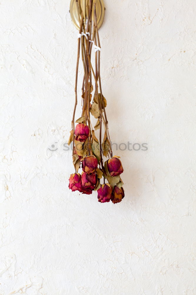 Similar – Image, Stock Photo Flowers served on a plate