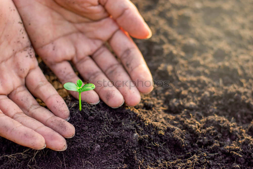 Similar – Image, Stock Photo Udanks uprooted Hand