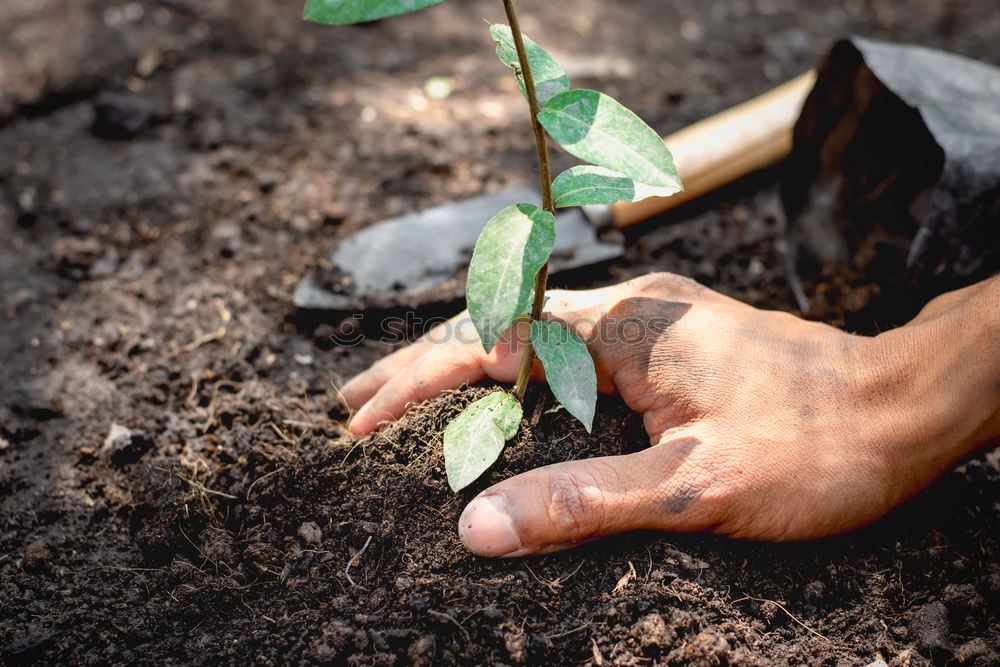 Similar – FORGET-ME-NOT Hand Earth