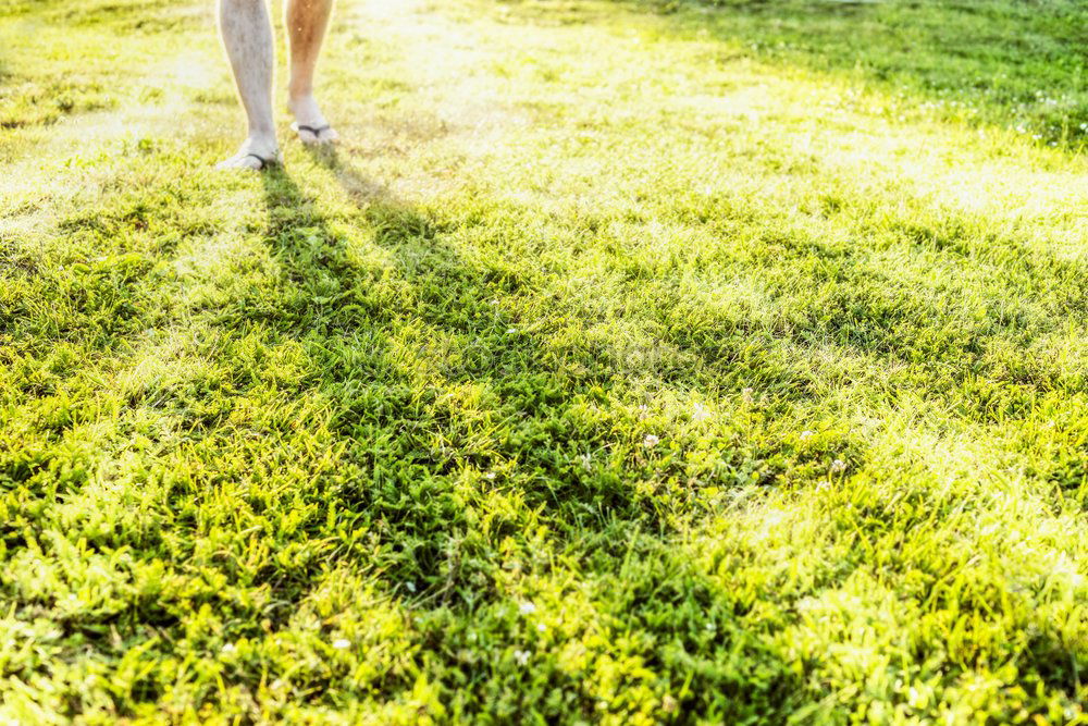 Image, Stock Photo Living in the green