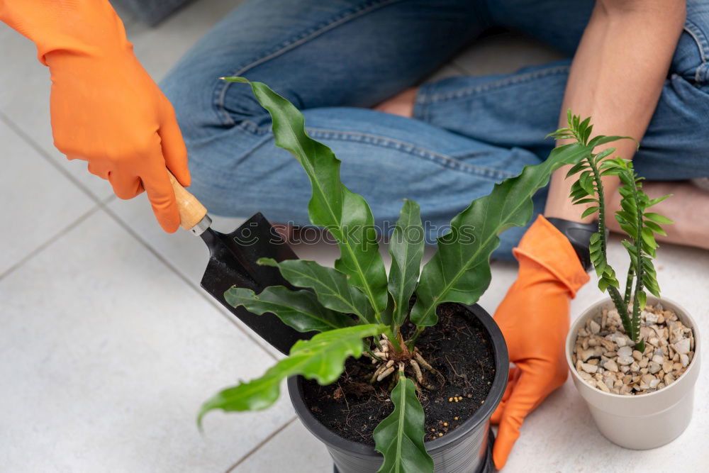 Similar – Image, Stock Photo Woman’s hands transplanting plant.