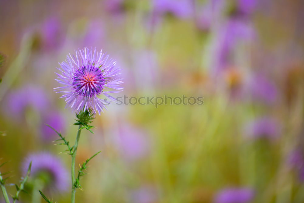 Similar – Image, Stock Photo Field with cornflowers