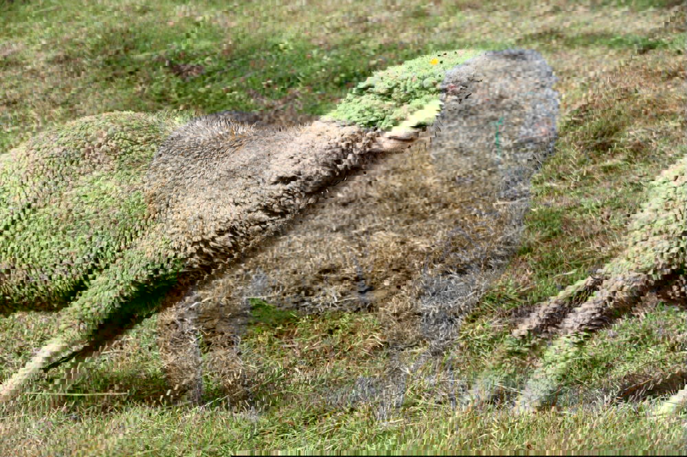 Similar – Image, Stock Photo I’m a sheep! Nature Animal