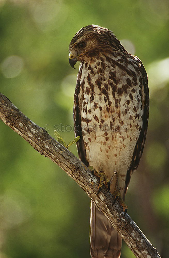 Similar – Image, Stock Photo Common Buzzard Biology