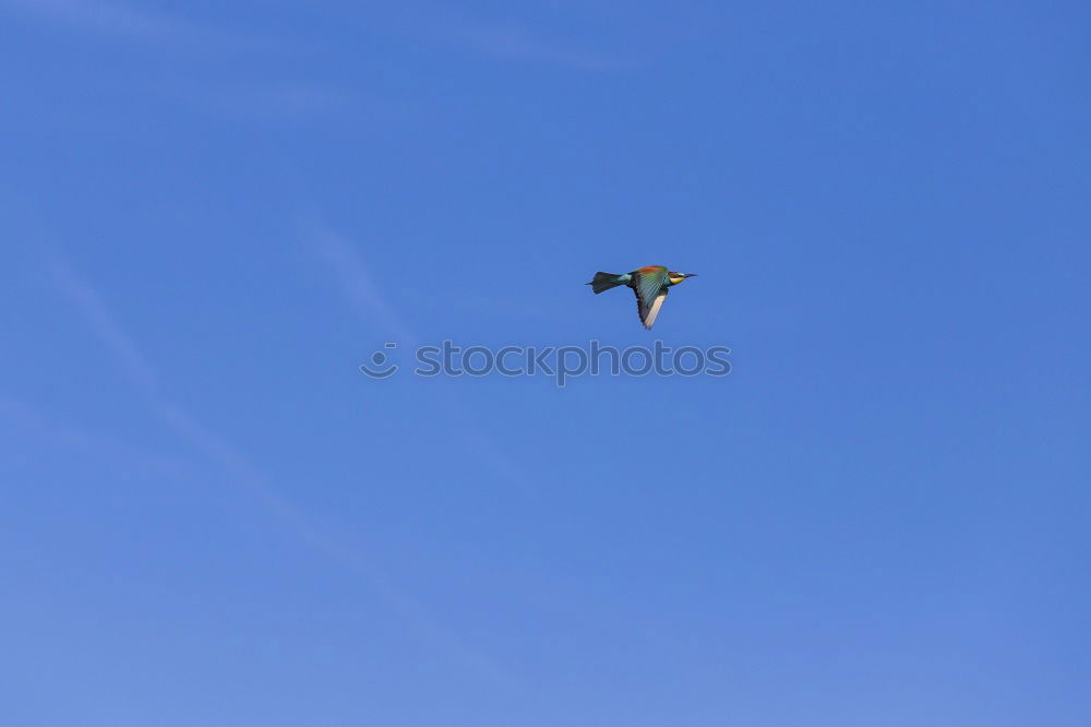 Image, Stock Photo stink boots Crow Hawk