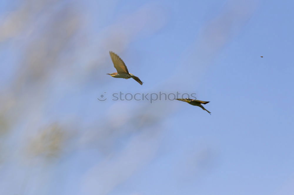 Similar – Image, Stock Photo dragonfly Dragonfly Insect