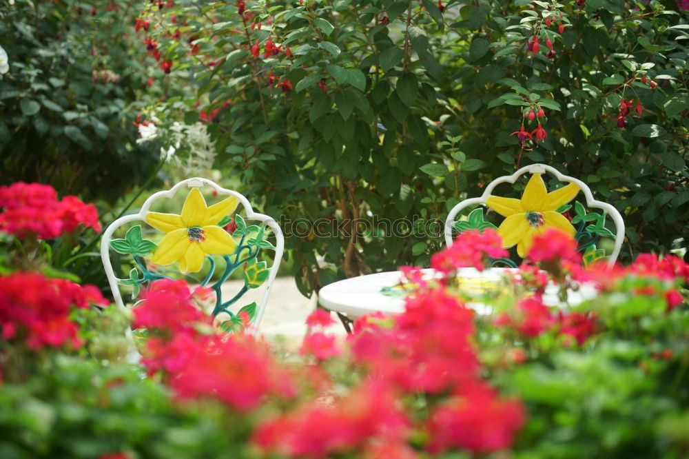 Similar – Image, Stock Photo colorful flowers Plant