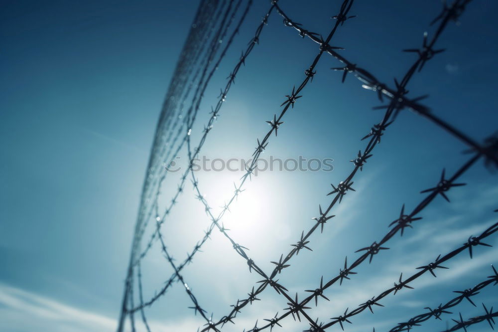 Fence with a barbed wire