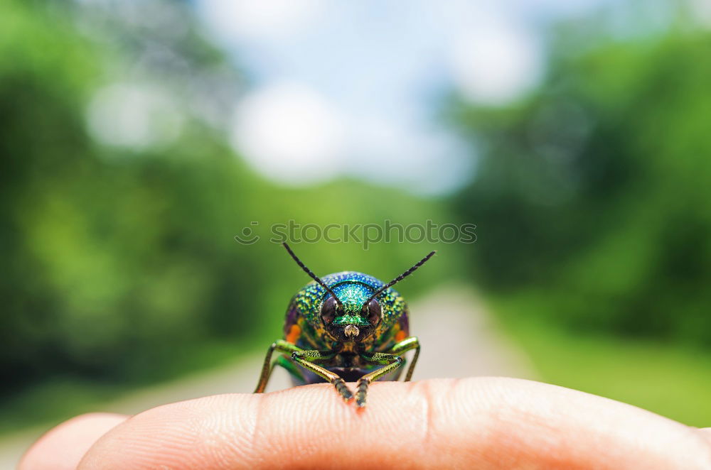 Similar – Image, Stock Photo Hand holding beetle in hand
