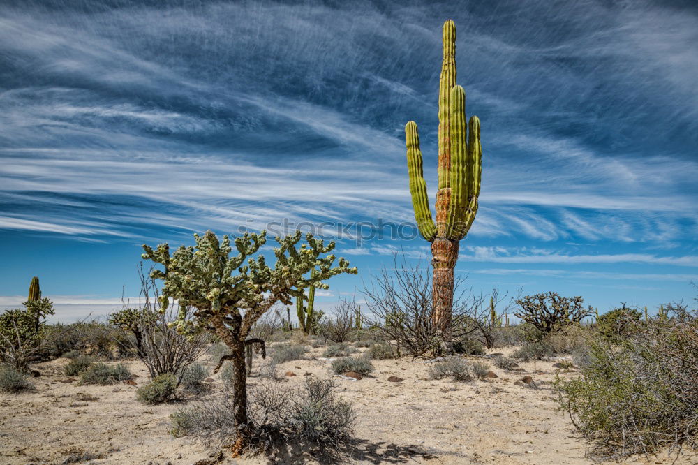 Image, Stock Photo Joshua Tree Well-being